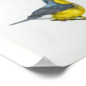 Canada Warbler Art Print Poster (Ecke)