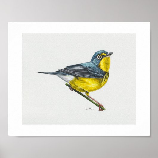 Canada Warbler Art Print Poster (Vorne)