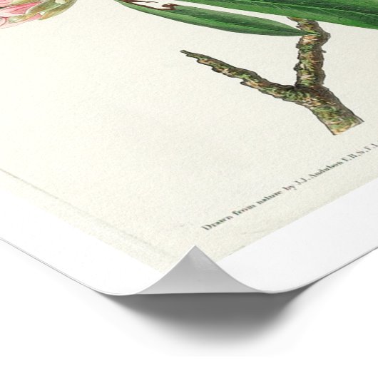 Canada Warbler von Audubon Poster (Ecke)