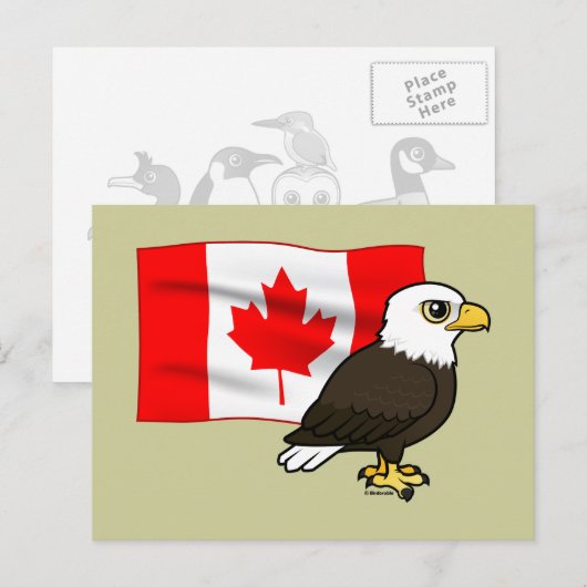 Canadian Bald Eagle Postkarte (Vorne/Hinten)