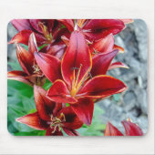 Canadian Beauty: Red Stargazer Lily Fotografy Mousepad (Vorne)