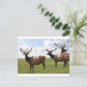 Canadian Bull Elk trio Postkarte (Stehend Vorderseite)