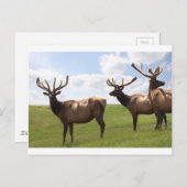 Canadian Bull Elk trio Postkarte (Vorne/Hinten)
