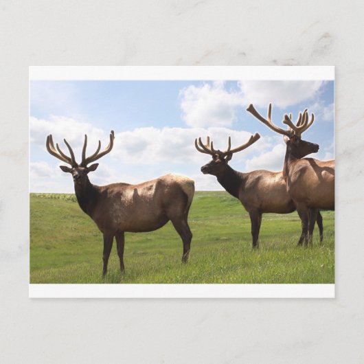 Canadian Bull Elk trio Postkarte (Vorderseite)