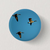 Canadian geese in flight button (Vorderseite)