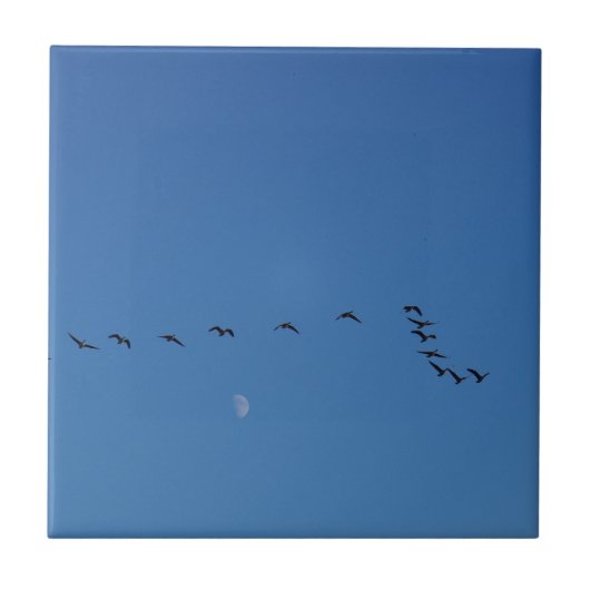 Canadian geese in flight fliese (Vorderseite)