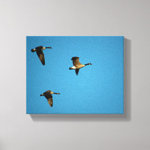 Canadian geese in flight leinwanddruck