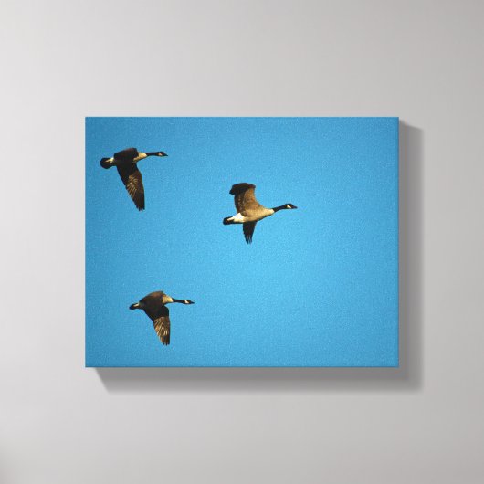 Canadian geese in flight leinwanddruck (Vorderseite)