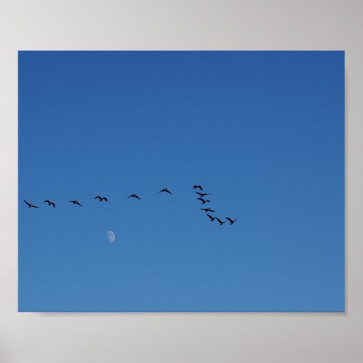 Canadian geese in flight poster (Vorne)