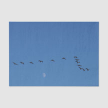 Canadian geese in flight