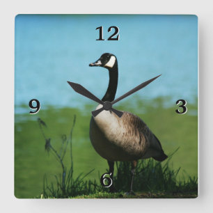 Canadian Geese Photo Quadratische Wanduhr