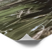 Canadian Goose in Serene Poster (Ecke)