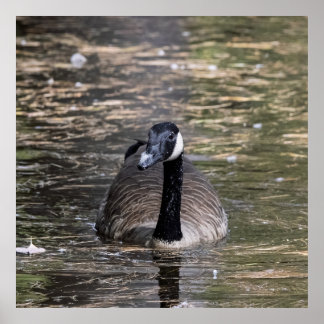 Canadian Goose in Serene Poster