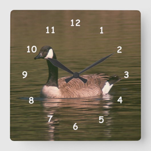 Canadian Goose Quadratische Wanduhr (Vorderseite)
