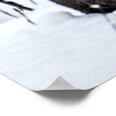 Canadian Lynx in the Snow Poster (Ecke)