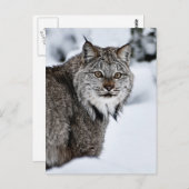 Canadian Lynx in the Snow Postkarte (Vorne/Hinten)