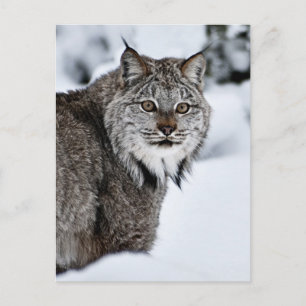 Canadian Lynx in the Snow Postkarte