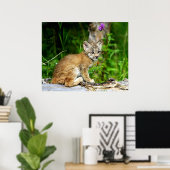 Canadian Lynx Kitten Poster (Heimbüro)