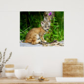 Canadian Lynx Kitten Poster (Küche)