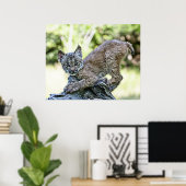 Canadian Lynx Kitten Poster (Heimbüro)