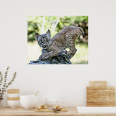 Canadian Lynx Kitten Poster (Küche)