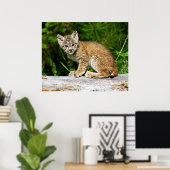 Canadian Lynx Kitten Poster (Heimbüro)