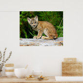 Canadian Lynx Kitten Poster (Küche)