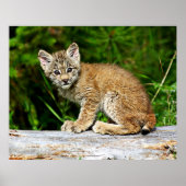 Canadian Lynx Kitten Poster (Vorne)