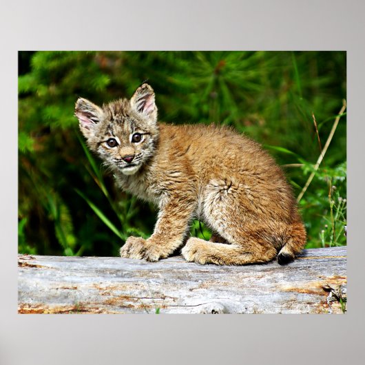 Canadian Lynx Kitten Poster (Vorne)
