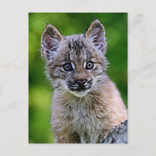 Canadian Lynx Kitten Postkarte