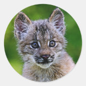 Canadian Lynx Kitten Runder Aufkleber (Vorderseite)