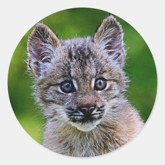 Canadian Lynx Kitten Runder Aufkleber (Vorderseite)