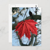Canadian Maple Leaf Postkarte (Vorne/Hinten)