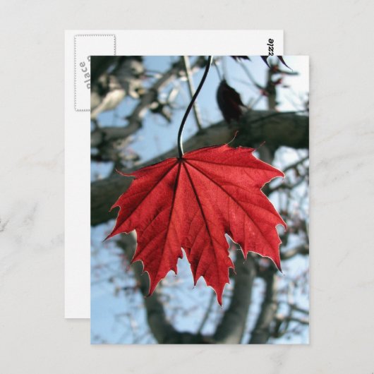 Canadian Maple Leaf Postkarte (Vorne/Hinten)