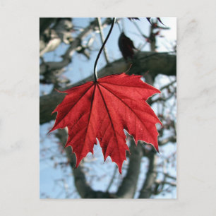 Canadian Maple Leaf Postkarte
