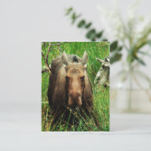 Canadian Moose Postkarte (Stehend Vorderseite)