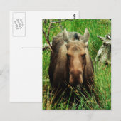 Canadian Moose Postkarte (Vorne/Hinten)