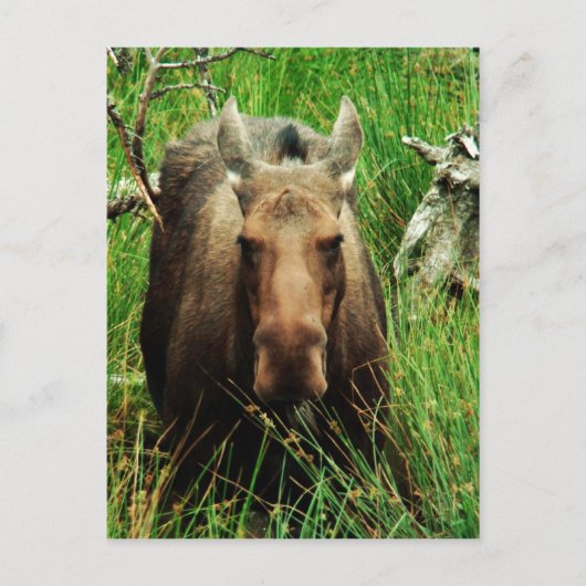 Canadian Moose Postkarte (Vorderseite)