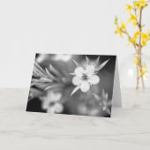 Canadian Plum Flower Karte (Gelbe Blume)