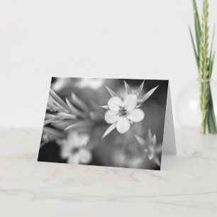 Canadian Plum Flower Karte