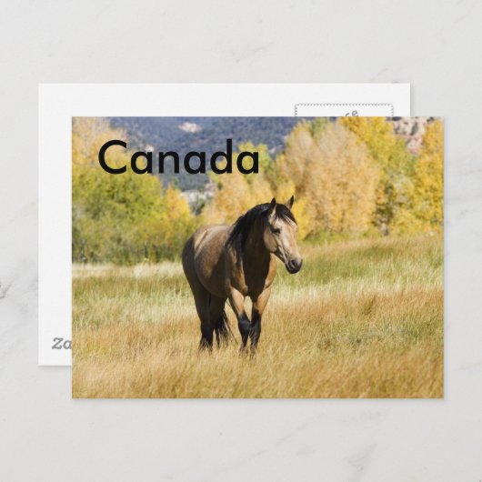 Canadian Postccard Postkarte (Vorne/Hinten)