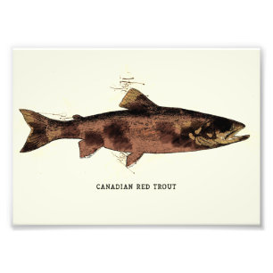 Canadian Red Trout Vintag Illustration Sketch Fotodruck
