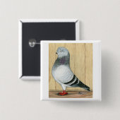 Canadian Show Tippler Blue Grizzle Button (Vorne & Hinten)