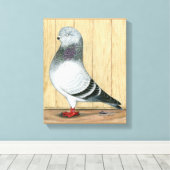 Canadian Show Tippler Taube Blue Grizzle Leinwanddruck (Insitu (Holzboden))