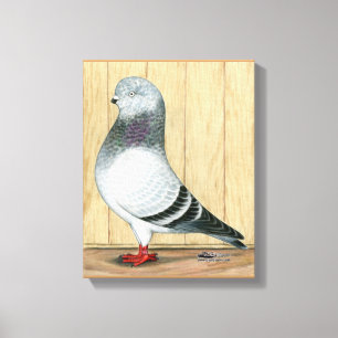 Canadian Show Tippler Taube Blue Grizzle Leinwanddruck