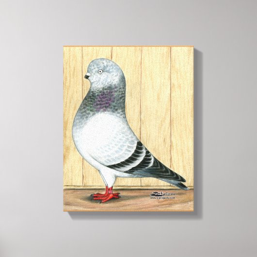 Canadian Show Tippler Taube Blue Grizzle Leinwanddruck (Vorderseite)