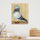 Canadian Show Tippler Taube Blue Grizzle Poster (Küche)