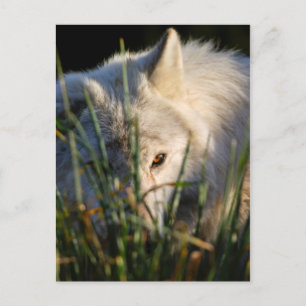 Canadian Timber Wolf Postcard Postkarte
