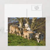 Canadian Timber Wolf Postcard Postkarte (Vorne/Hinten)