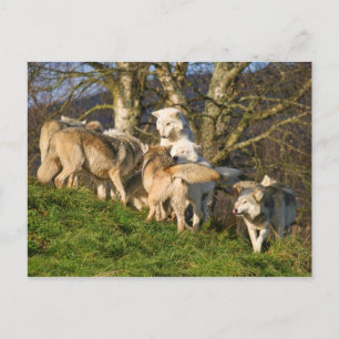 Canadian Timber Wolf Postcard Postkarte